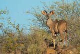 Greater kudu / Grote koedoe