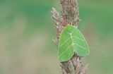 Scarce Silver-lines / Grote groenuil