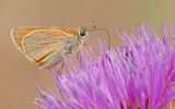 Levantine skipper / Turks geelsprietdikkopje