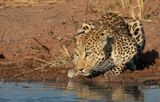 African Leopard / Luipaard