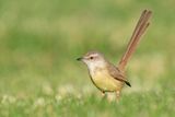 Black-Chested Prinia / Zwartborstprinia