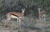 Springbok