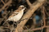White-browed sparrow-weaver / Mahali-wever