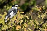 White-tailed shrike / Tapuitklauwier