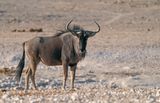 Blue wildebeest / Gestreepte Gnoe