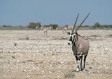 South African oryx / Gemsbok