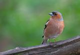 Chaffinch / Vink