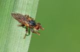 Myopa testacea / Stipblaaskaakje