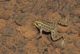 Levant Water Frog / Levantijnse Meerkikker
