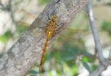 Green-eyed Hawker / Vroege glazenmaker (ssp. antehumeralis) 