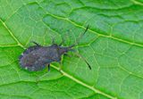 Enoplops scapha / Valse zuringrandwants