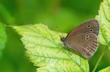 Ringlet / Koevinkje