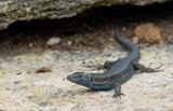 Lilfords wall lizard subsp: Jordansii / Balearenhagedis subsp: Jordansi