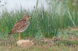Stone curlew / Griel