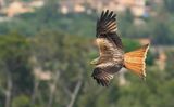 Red Kite / Rode wouw