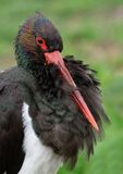 Black Stork / Zwarte ooievaar