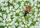 Pseudovadonia livida / Ingekeepte smalboktor