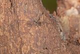 Mitostoma chrysomelas