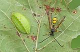 Sphinctus serotinus