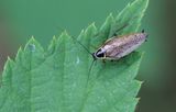Forest Cockroach / Boskakkerlak