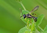 Cerceris quinquefasciata / Kleine knoopwesp