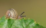 Cornu aspersum / Segrijnslak