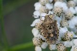 Rhaphigaster nebulosa / Grauwe schildwants