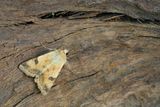 Heliothis peltigera / Vlekdaguil