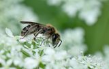 Andrena proxima / Fluitenkruidbij