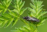 Dolerus vestigialis