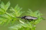 Dolerus vestigialis