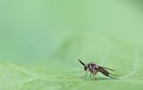 Rhaphium appendiculatum