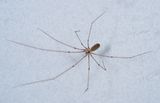 Pholcus phalangioides / Grote trilspin