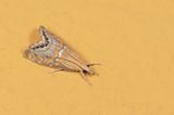 Euchromius bella