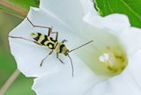 Chlorophorus varius / Kommawespenboktor
