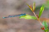 Goblet-marked Damselfly / Kanaaljuffer