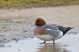 Widgeon / Smient
