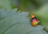 Diacantha duplicata
