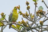 African green pigeon / Afrikaanse papegaaiduif