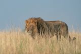Lion / Leeuw