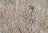 Black-bellied bustard / Zwartbuiktrap