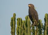 Western banded snake eagle / Kleine grijze slangenarend