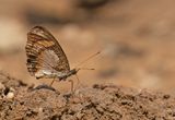 Vanessula milca / Ladys Maid Butterfly