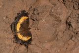 Junonia elgiva / Yellow-banded Pansy 