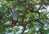 Grey parrot / Grijze roodstaartpapegaai