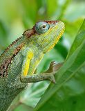 Montane side-striped chameleon / Elliots Kameleon