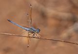 Hemistigma albipunctum / Piedspot