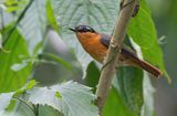 Grey-winged Robin-Chat / Grijsvleugeljanfrederik