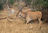 Common eland / Elandantilope
