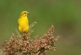 Brimstone canary / Zwavelkanarie